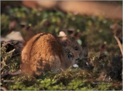 <p>MYŠICE TEMNOPÁSÁ (Apodemus agrarius) Šluknovako /Striped field mouse - Brandmaus/</p>
